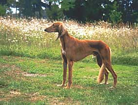 Saluki Int, Dt., Lux., VDH-Champion Rapithwin Sawahin, Foto: D.Hintzenberg-Freisleben, Rapithwin erfüllte mit diesem CACIB-Gewinn die Bedingungen für das internationale Championat