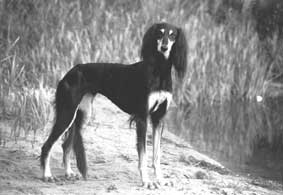 Saluki: Multi-CH Iskala Sawahin, Foto: D.Hintzenberg-Freisleben