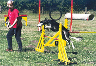 Ch Tassilo Sawahin beim Agility, Foto: Helge Kronsteiner